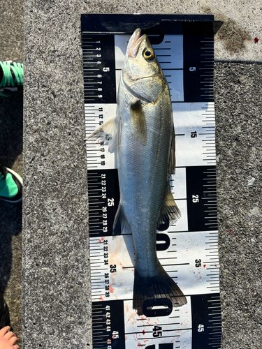 セイゴ（ヒラスズキ）の釣果