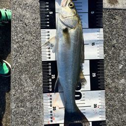 セイゴ（ヒラスズキ）