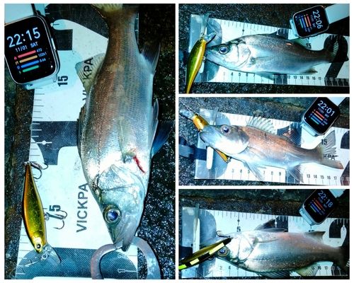 セイゴ（ヒラスズキ）の釣果