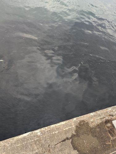 マイワシの釣果