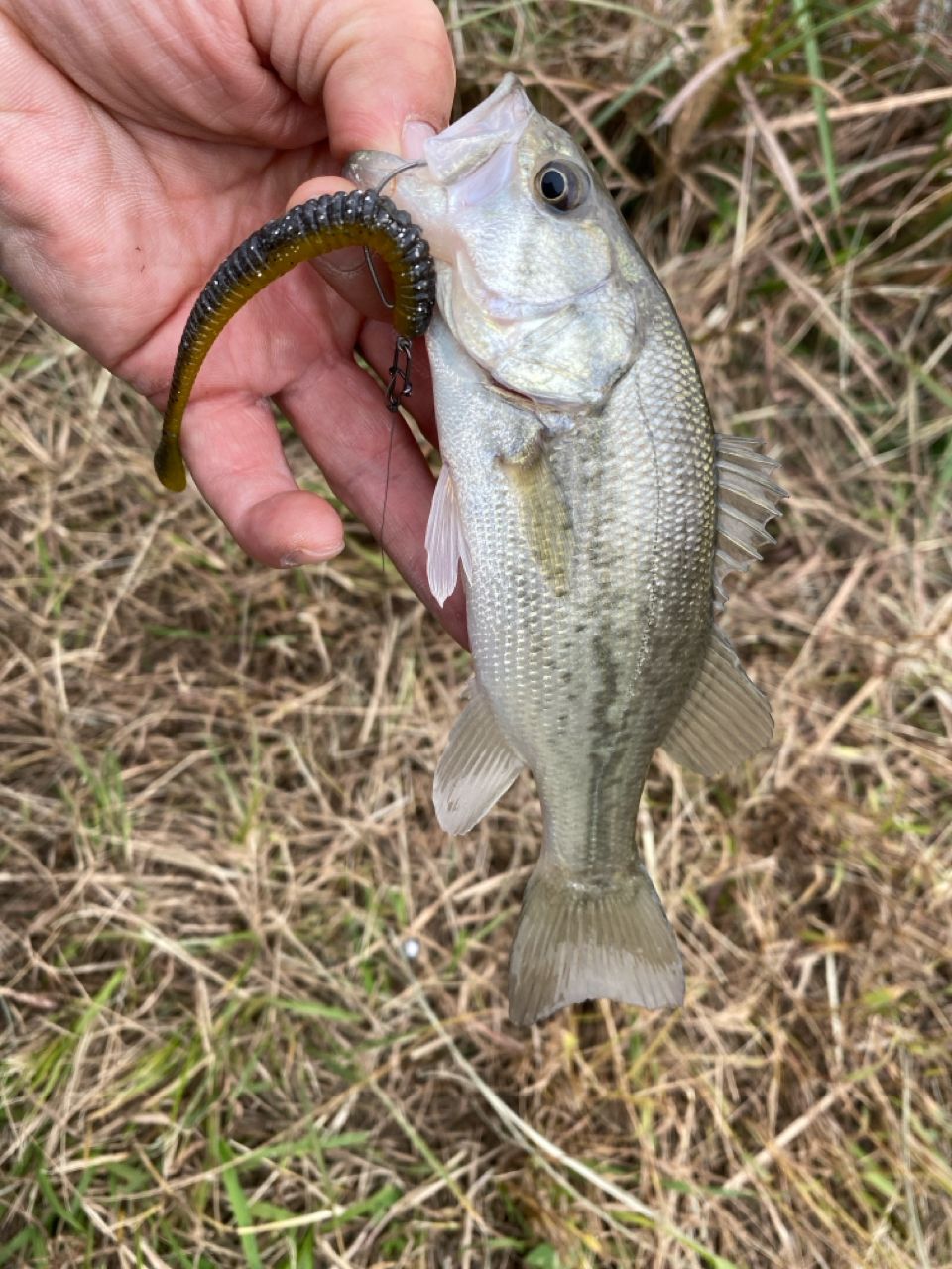 ラージマウスバス