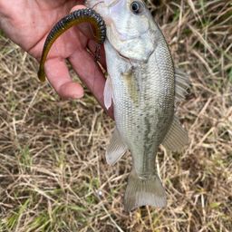 ラージマウスバス