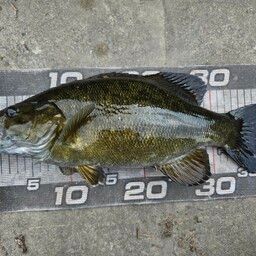 スモールマウスバス