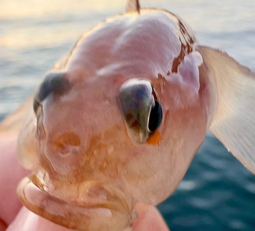 リュウグウハゼの釣果
