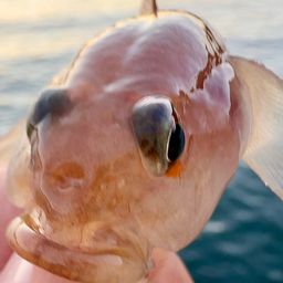 リュウグウハゼ