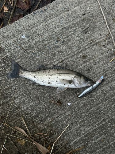 セイゴ（マルスズキ）の釣果