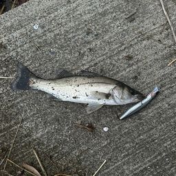 セイゴ（マルスズキ）