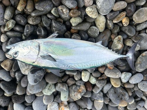 ヒラソウダの釣果