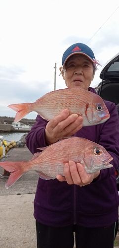 ハナダイの釣果