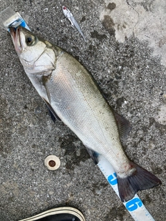 ヒラスズキの釣果