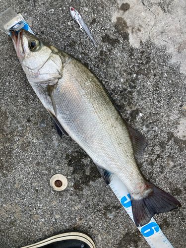 ヒラスズキの釣果