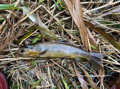 ブラウントラウトの釣果