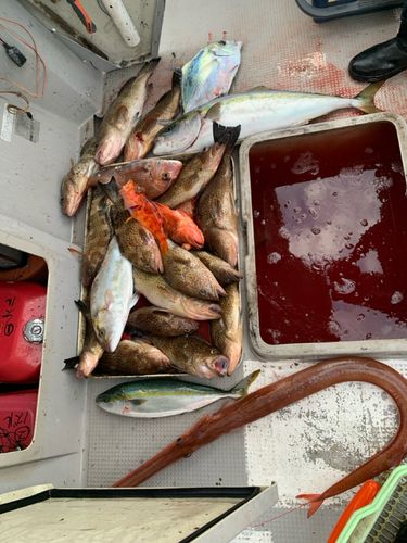 アカヤガラの釣果