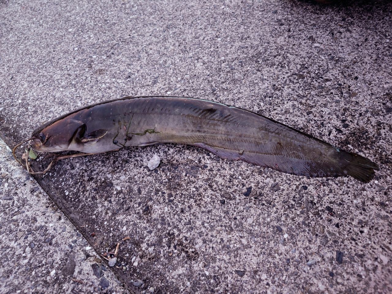 AbuGarcia エラディケーター リアルフィネス プロトタイプ ERFS-51Pro