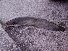 ナマズの釣果