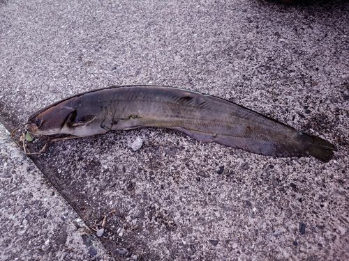 ナマズの釣果