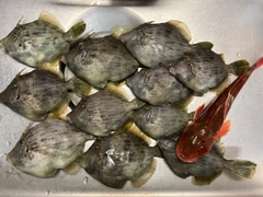 カワハギの釣果