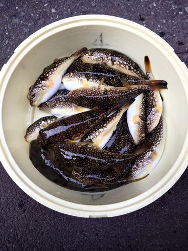 コモンフグの釣果