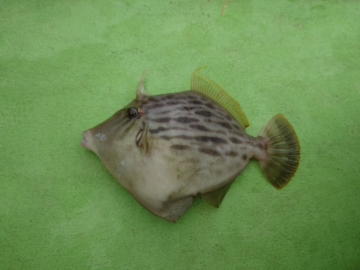 カワハギ太郎さんの釣果 2枚目の画像