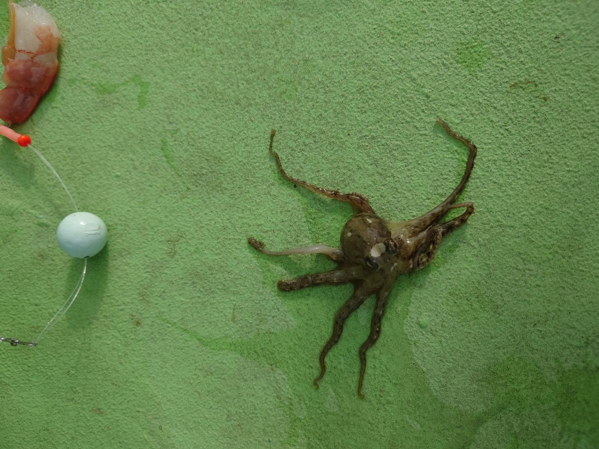 カワハギ太郎さんの釣果 3枚目の画像