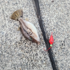 キタマクラの釣果