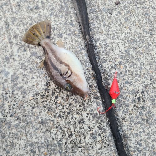 キタマクラの釣果