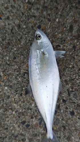 イケカツオの釣果