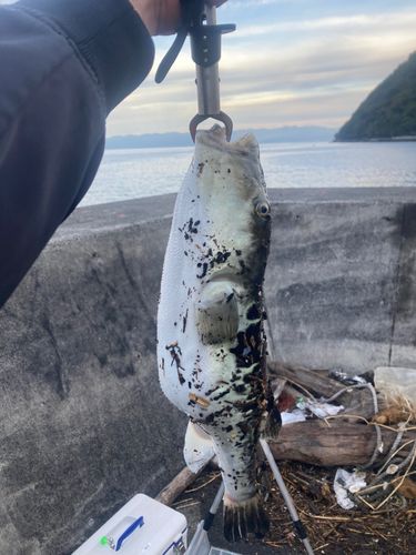 トラフグの釣果