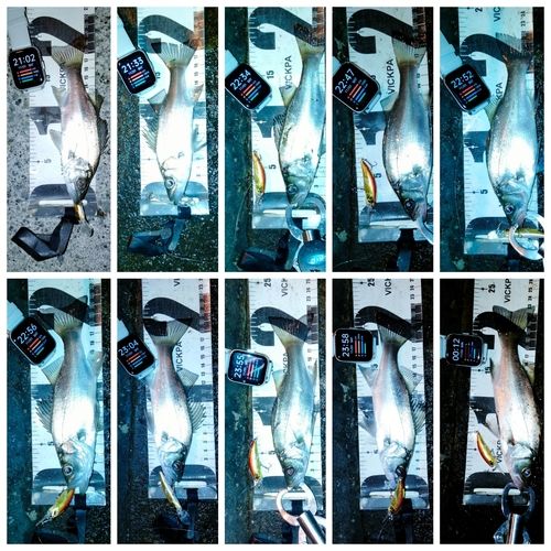 セイゴ（ヒラスズキ）の釣果