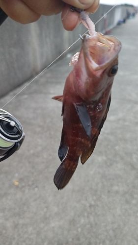 キジハタの釣果