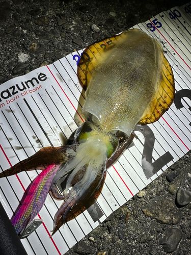 アオリイカの釣果