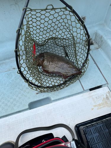 コウイカの釣果