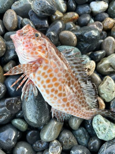 オオモンハタの釣果