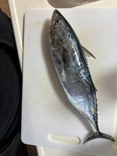 スマカツオの釣果