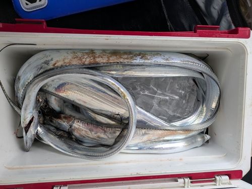 タチウオの釣果