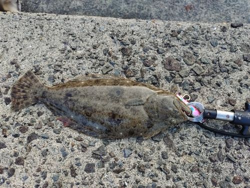 ヒラメの釣果