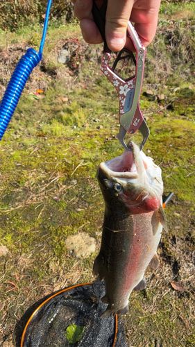 ニジマスの釣果