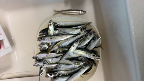 サバの釣果