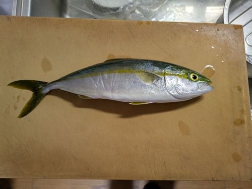 ツバイソの釣果