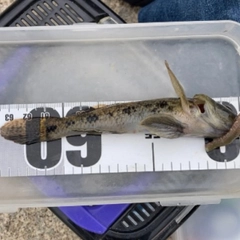 ウロハゼの釣果