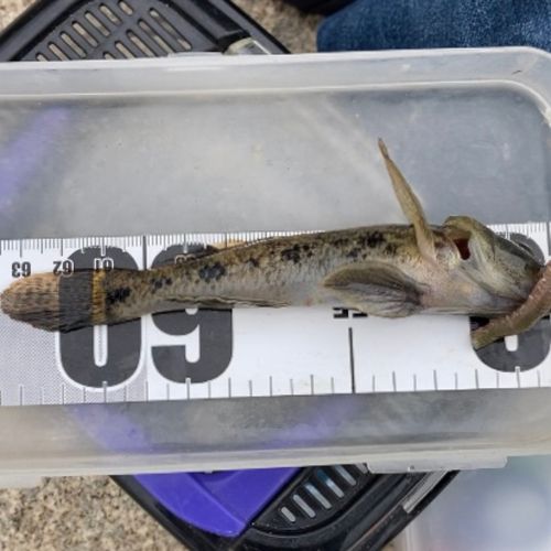 ウロハゼの釣果