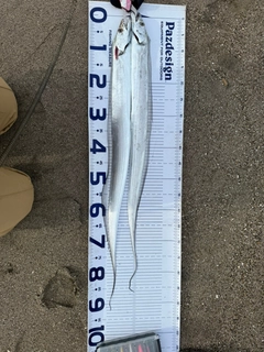 タチウオの釣果