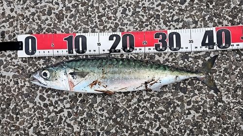 サバの釣果