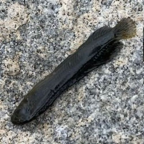 イソギンポの釣果