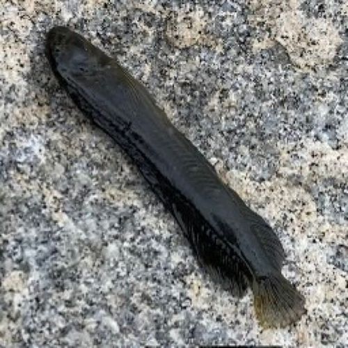 イソギンポの釣果