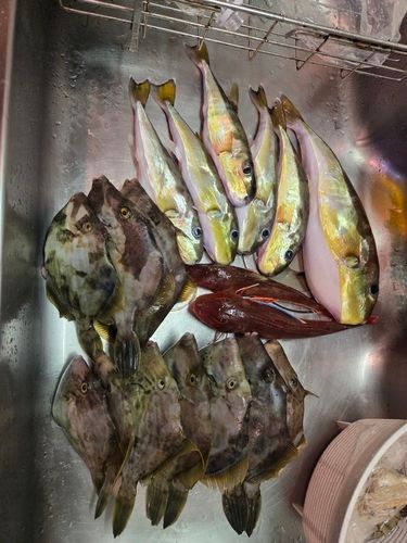 カワハギの釣果