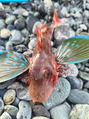 ホウボウの釣果