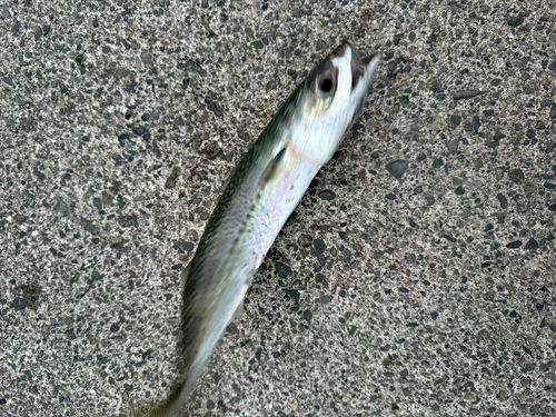 サバの釣果