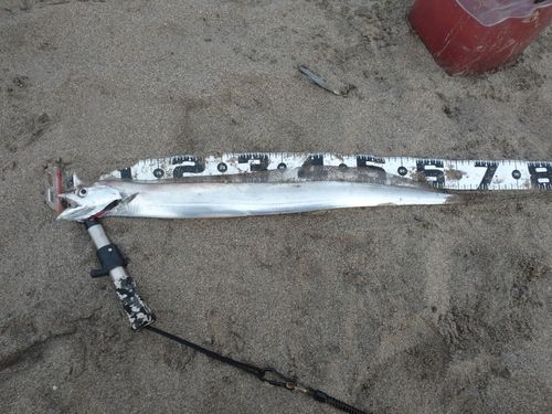 タチウオの釣果