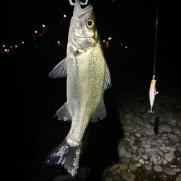 セイゴ（ヒラスズキ）